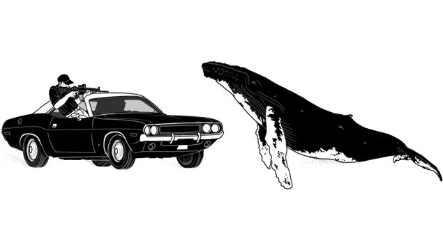 Стой, кит идет