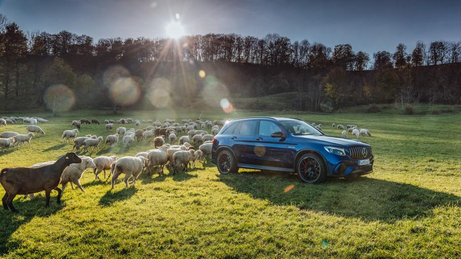 Озверинотерапия