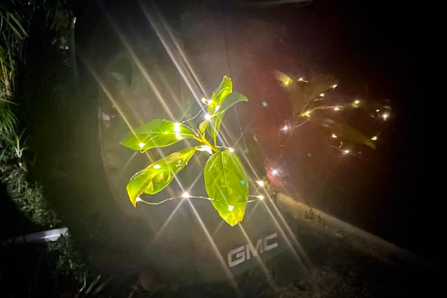 В 20-летнем ржавом пикапе GMC проросло растение. Владелец ухаживает за ним лучше, чем за автомобилем