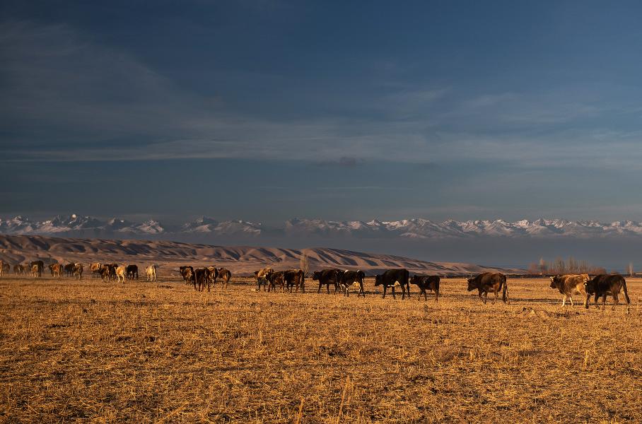 Путешествуем на Renault Duster по Киргизии