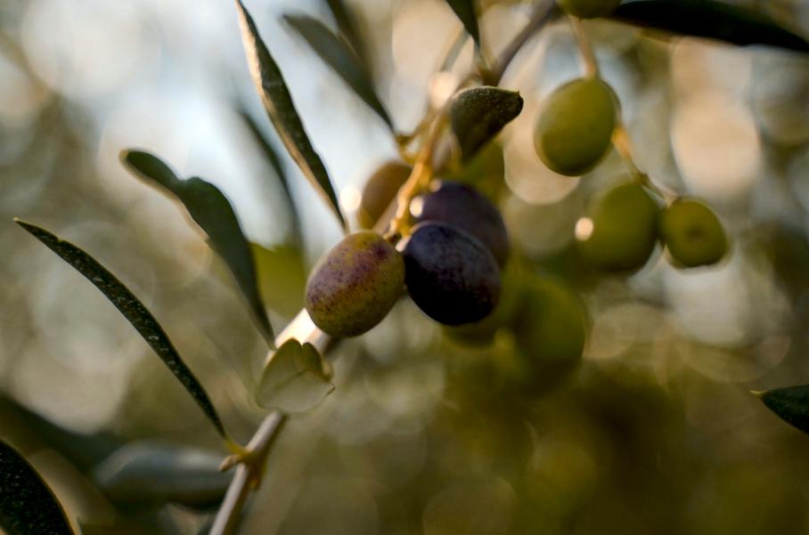 Ford научился делать детали салона машин из листьев