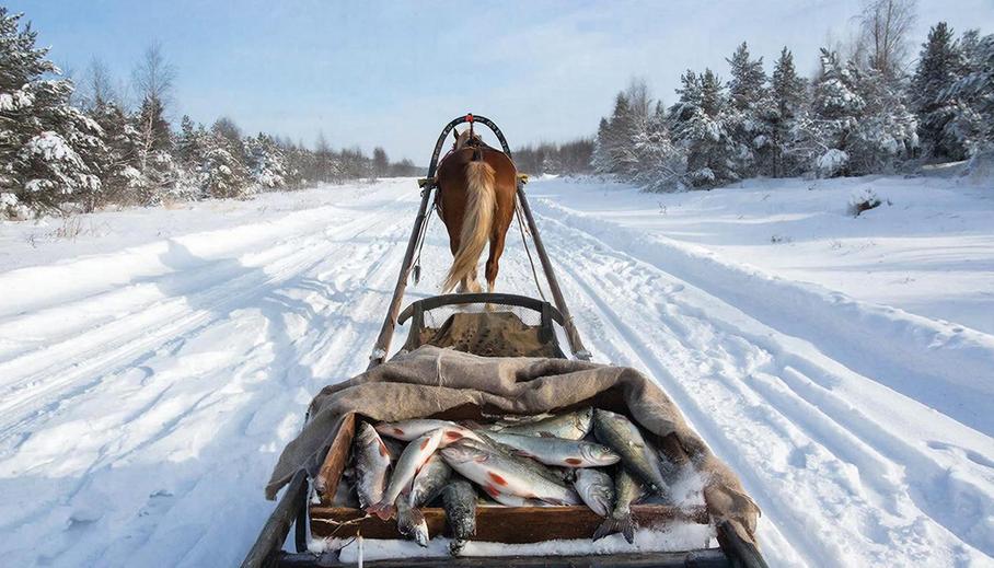 Лошадь с санями